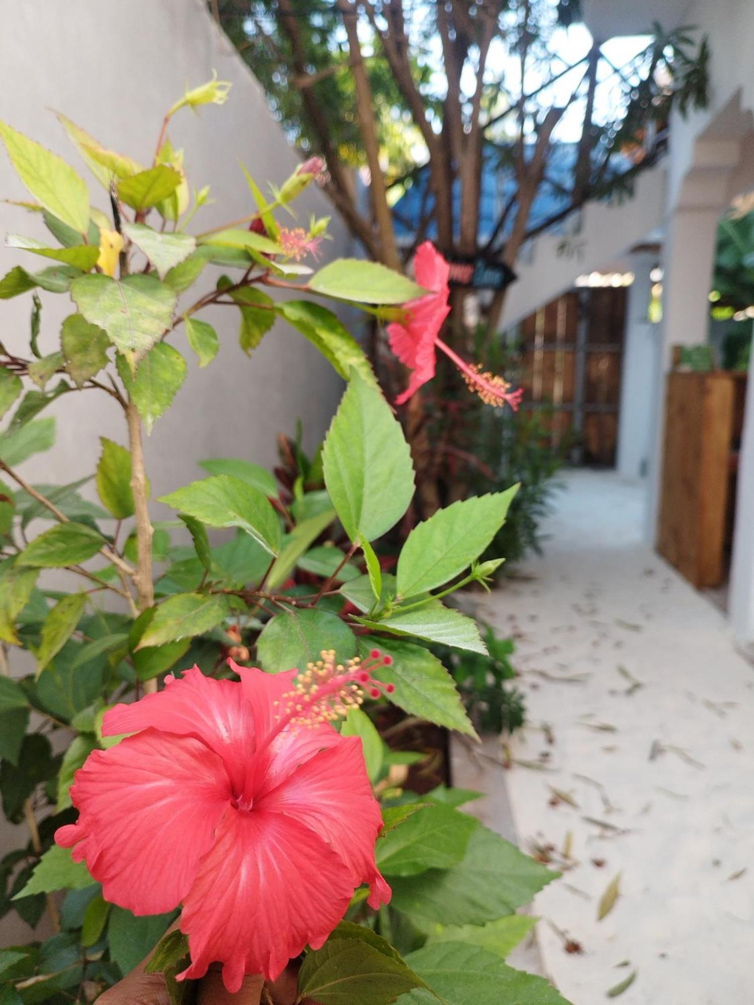 Pamoja Beach Stays Hotel In Jambiani Jambiani  Exterior foto